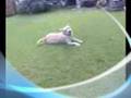 Labrador Retriever video