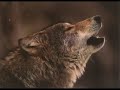 Wolf sounds
