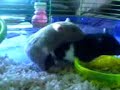 Hamster Sex (Elvis & Anita) Hamster Sex (Elvis & Anita)