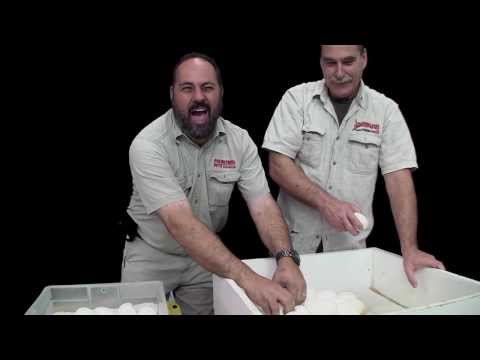 YouTube reptile video