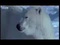 Polar bears hunt for seals in the Arctic - BBC wildlife
