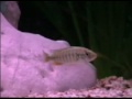 Lipochromis melanopterus & Haplochromis red back scraper Lipochromis melanopterus & Haplochromis red back scraper