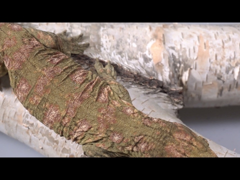 YouTube reptile video