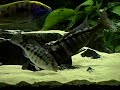 A 265g tank full of Malawi haplochromines and peacocks eating defrosted Krill and Prawn.Here is the stocklist:Protomelas spilonotus Mara Rocks x2 malesProtomelas sp. 'Steveni Taiwan' Taiwanee Reef x1 maleLethrinops sp. 