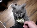 ????????????He eat seaweed ????????????He eat seaweed
