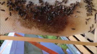 Packwood Millpool Apiary