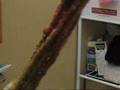 Coloring locs with henna