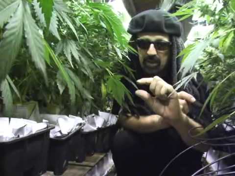 how to grow weed dvd