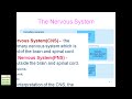 Autonomic Nervous Systems Agents (Examville.com)