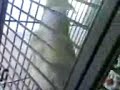 Fibonnaci crazy crack bird :D
