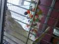 Fibonnaci crazy crack bird :D