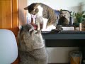 raccoon ????? raccoon ?????