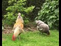 la vie dun couple de faucons crécerelles  1 