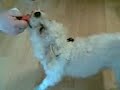 Leo playing with his quietschie bone