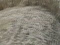 eastfield cropcircle part 1 25-08-08 eastfield cropcircle part 1 25-08-08