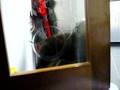 Boyero de Berna video