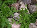 my vacation:south dakota & minnesota