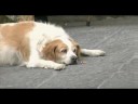 Busking Bravio - A.D. 2008