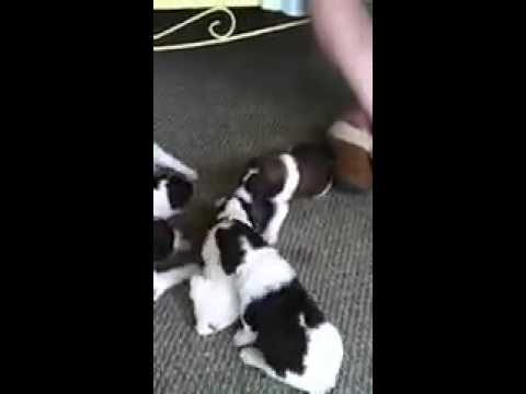 Standard Parti Poodle pups