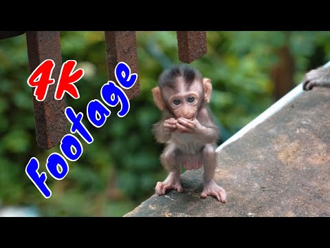 Những Cảnh Quay Đẹp Chất Lượng 4K Về Loài Khỉ Tập 30
