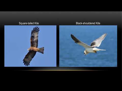 <p>Annual Photoshow</p>
 video thumbnail