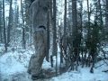 Trapping Tales