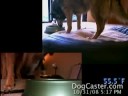 Cats Dogs Entertainment Funny TravelNature ustream Webcam