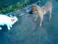 cat and dog cat and dog