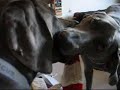 Calvin & Hobbes - blue weimaraners