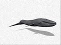Humpback Whale