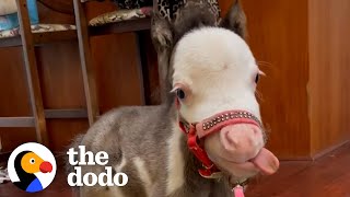 The Smallest Horse In The World Sits At... The Dinner Table? | The Dodo Little But Fierce by The Dodo