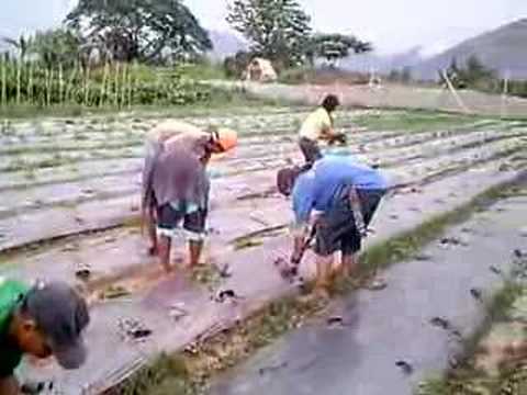 how to transplant eggplant