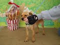 Trader Joe A4063822  RESCUED!!!