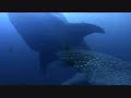Vidéo tirée du film Les Seigneurs de la Mer (Sharkwater) de Rob Stewart. Vidéo avec des requins.