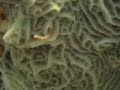 Cozumel Scuba Diving Part 3