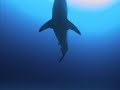Alerta, Tiburones ( 6/6 )