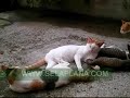 眠りネコ動画