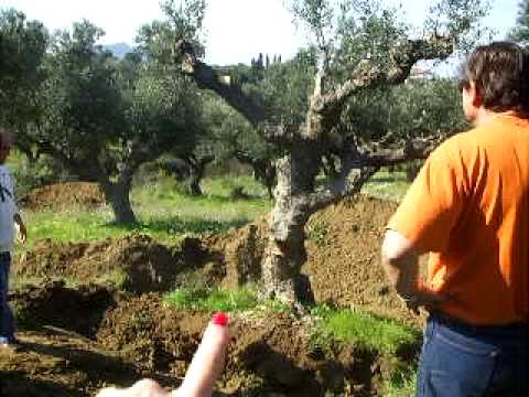 how to replant olive trees