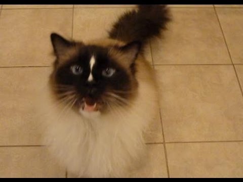 Does Your Ragdoll Cat Meow A Lot? 0 Does Your Ragdoll Cat Meow A Lot?