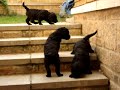 Standard Poodle Puppies Discovering steps
