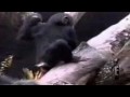 videos de Funny videos monkey smells finger from ass falls off tree