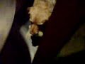 dogs-rule.html