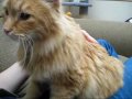Murano of Loud Purrs and Kneady Paws