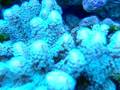 Aquatic Gallery - Green birds nest