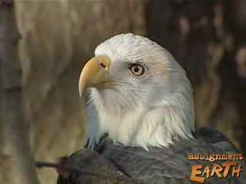 Hudson River Eagles