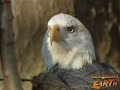 Hudson River Eagles