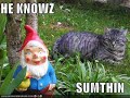LOLCATS LOLCATS