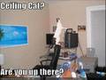 LOLCATS