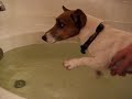 my-dog-is-wiping-herself-on-the-couch-after-her-dog-bath.html