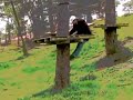 A Great Music Video Clip - Friends Dancing in Forest - xarj A Great Music Video Clip - Friends Dancing in Forest - xarj